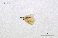 藏品(頂斑黃毒蛾)的圖片